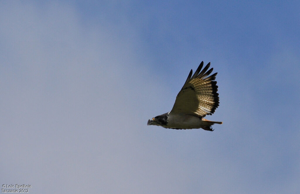 Augur Buzzard