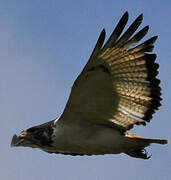 Augur Buzzard