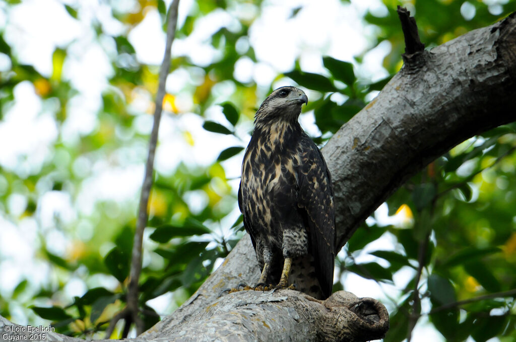 Rufous Crab Hawk