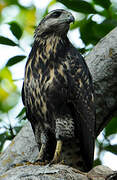 Rufous Crab Hawk