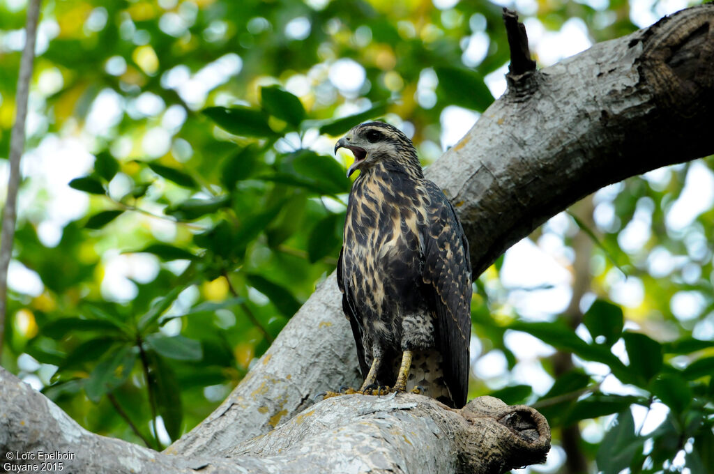 Rufous Crab Hawk