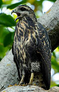 Rufous Crab Hawk