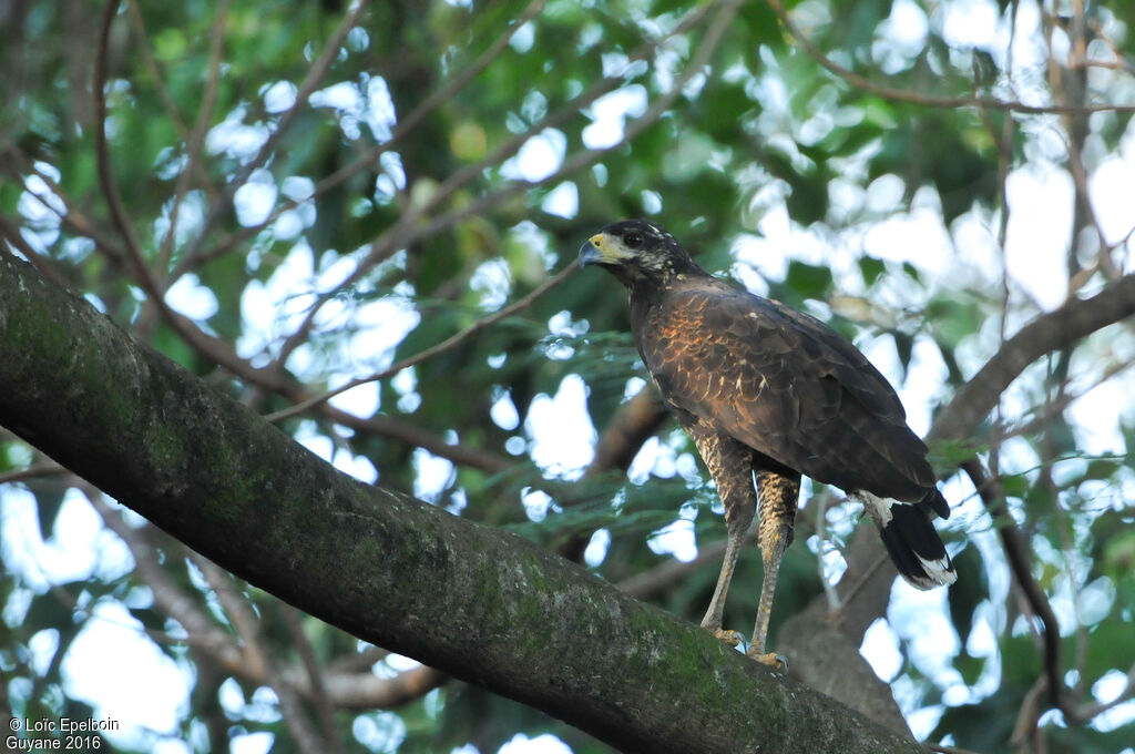 Rufous Crab Hawk