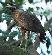 Rufous Crab Hawk