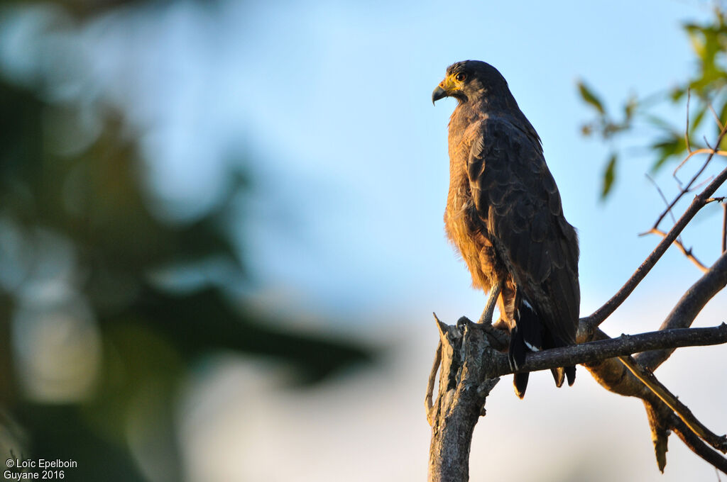 Rufous Crab Hawk