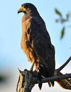 Rufous Crab Hawk