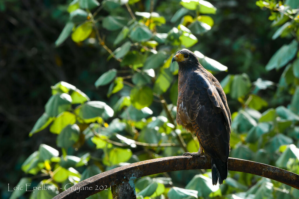 Rufous Crab Hawk