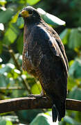 Rufous Crab Hawk