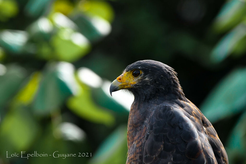 Rufous Crab Hawk