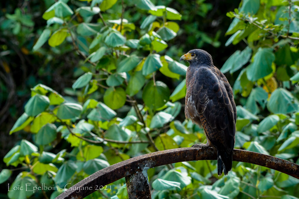 Rufous Crab Hawk