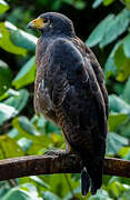 Rufous Crab Hawk