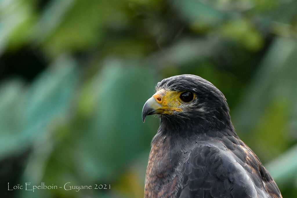 Rufous Crab Hawk