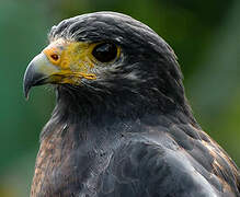 Rufous Crab Hawk