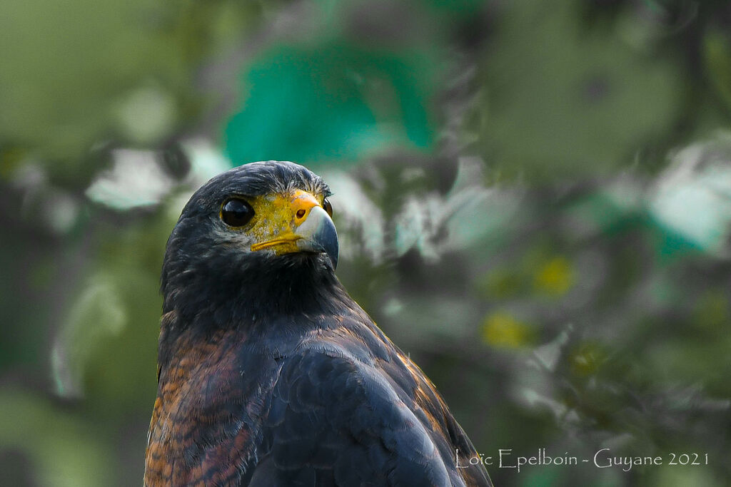 Rufous Crab Hawk