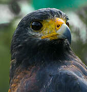 Rufous Crab Hawk