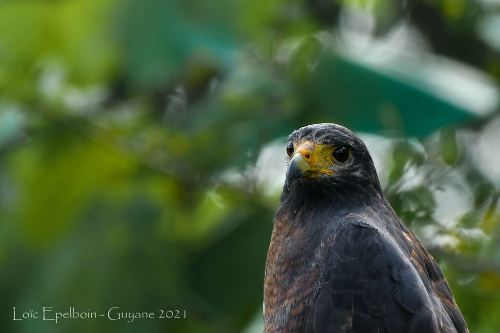 Rufous Crab Hawk