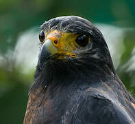 Rufous Crab Hawk