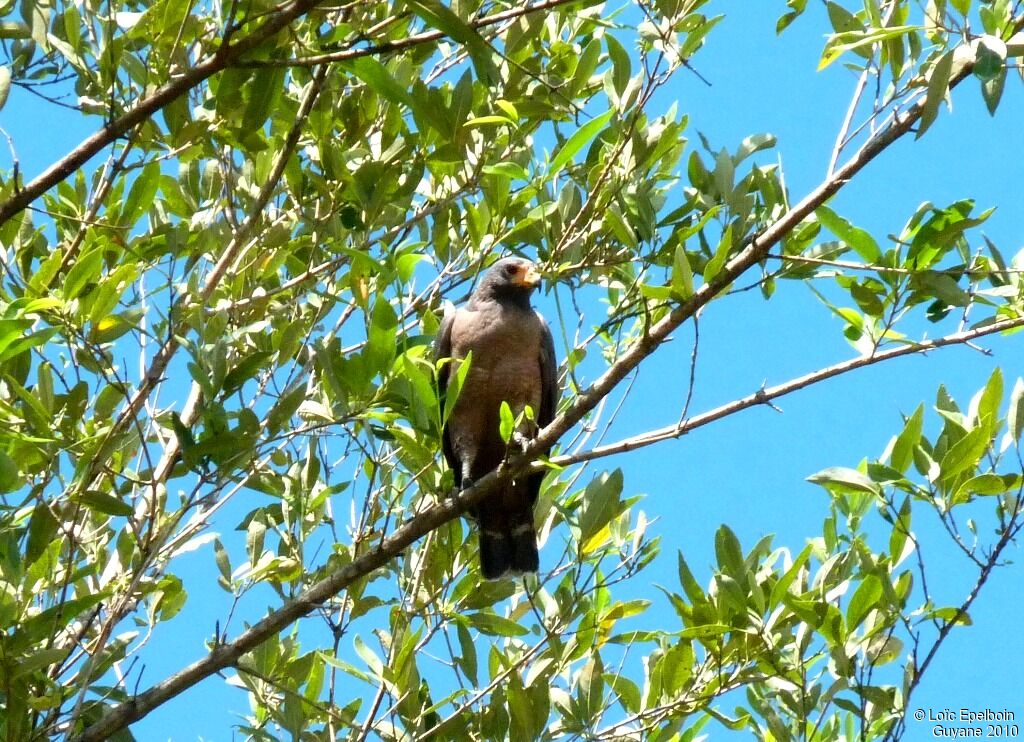 Rufous Crab Hawk