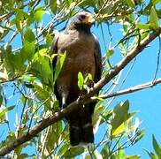 Rufous Crab Hawk