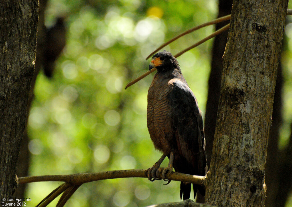 Rufous Crab Hawk