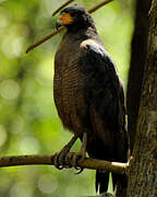 Rufous Crab Hawk