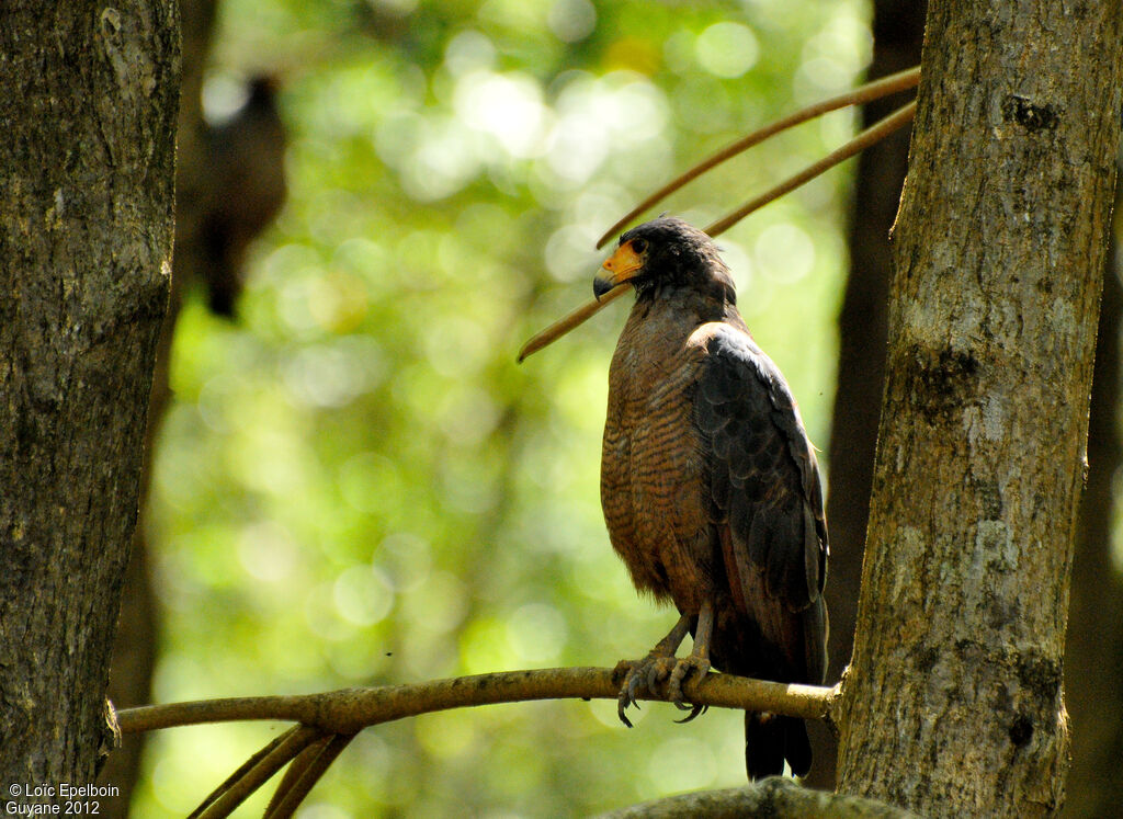 Rufous Crab Hawk