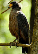 Rufous Crab Hawk