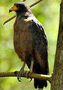 Rufous Crab Hawk