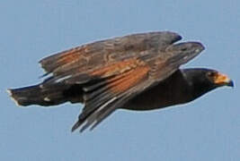 Rufous Crab Hawk