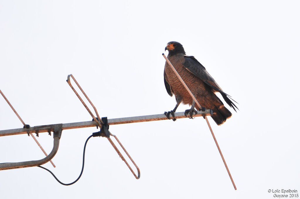 Rufous Crab Hawk