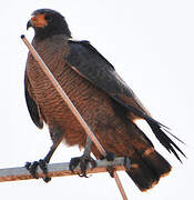 Rufous Crab Hawk