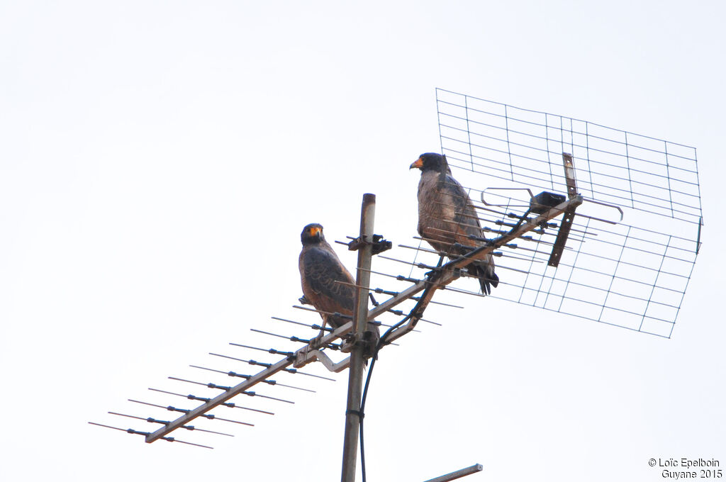 Rufous Crab Hawk