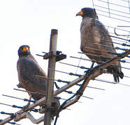 Rufous Crab Hawk