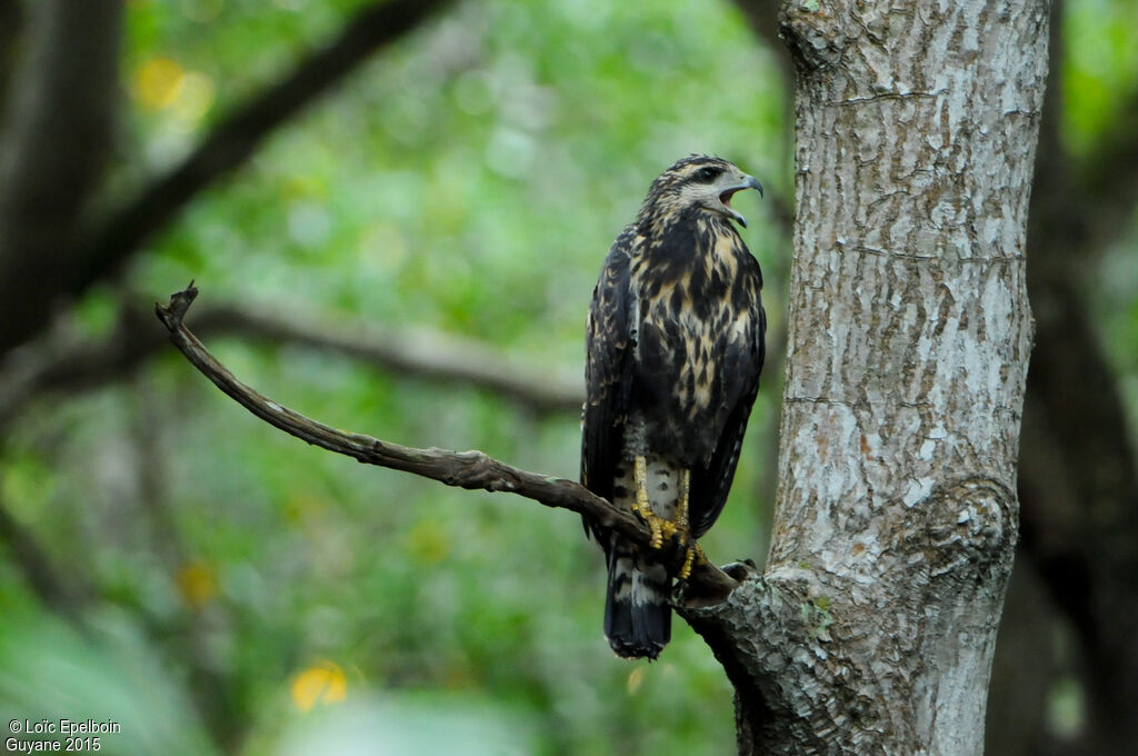 Rufous Crab Hawk