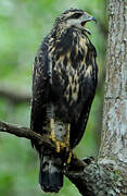 Rufous Crab Hawk