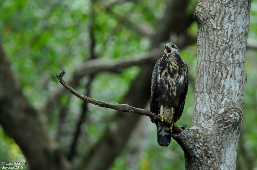 Rufous Crab Hawk