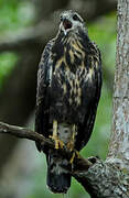 Rufous Crab Hawk