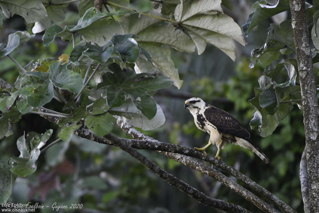 Grey-lined Hawkjuvenile, identification