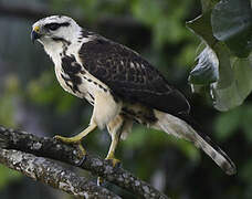 Grey-lined Hawk