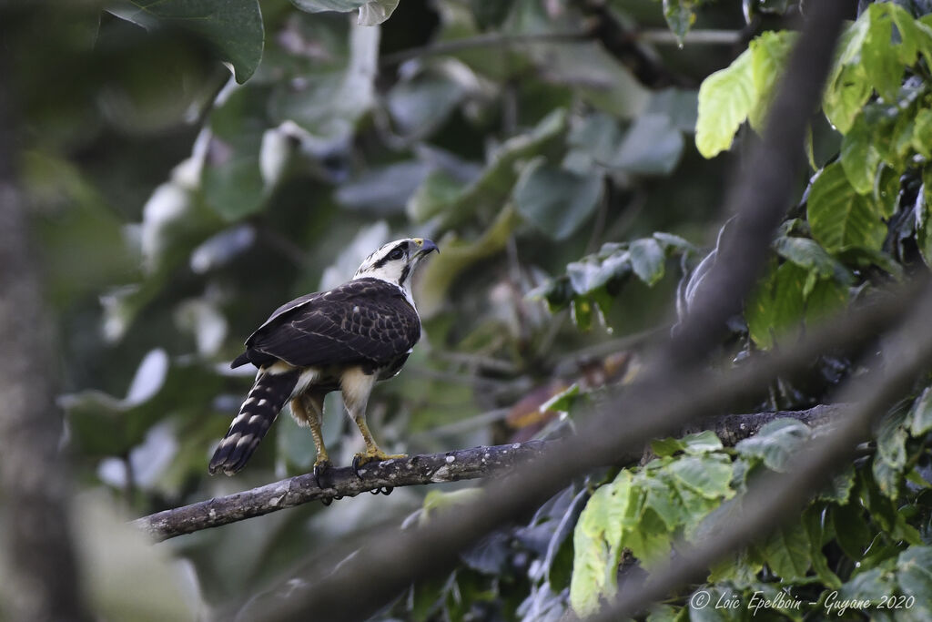 Grey-lined Hawk