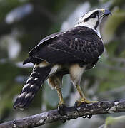 Grey-lined Hawk