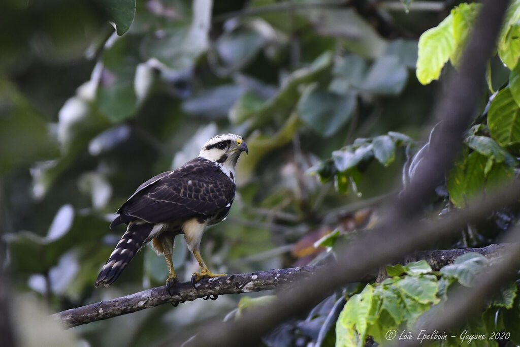 Grey-lined Hawk