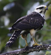 Grey-lined Hawk