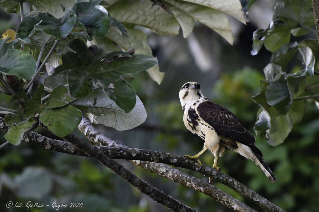 Grey-lined Hawk