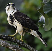 Grey-lined Hawk