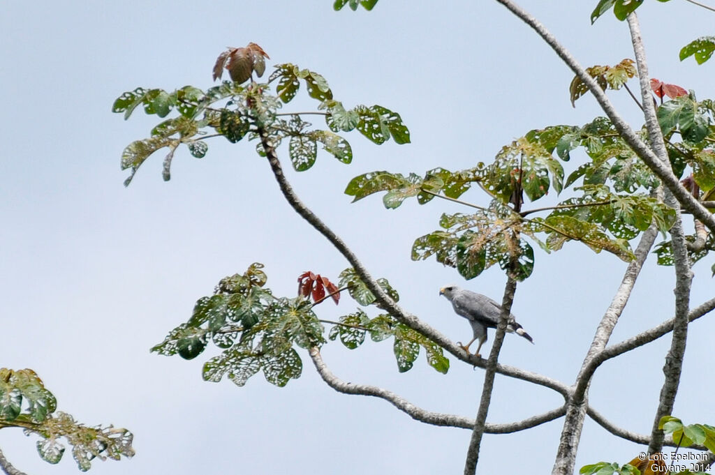 Grey-lined Hawk