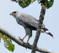 Grey-lined Hawk