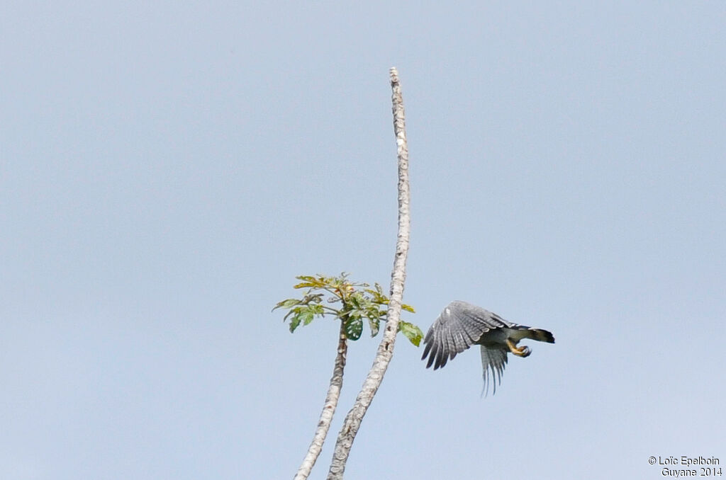 Grey-lined Hawk