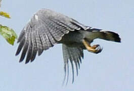 Grey-lined Hawk