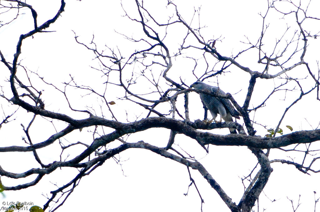 Grey-lined Hawk